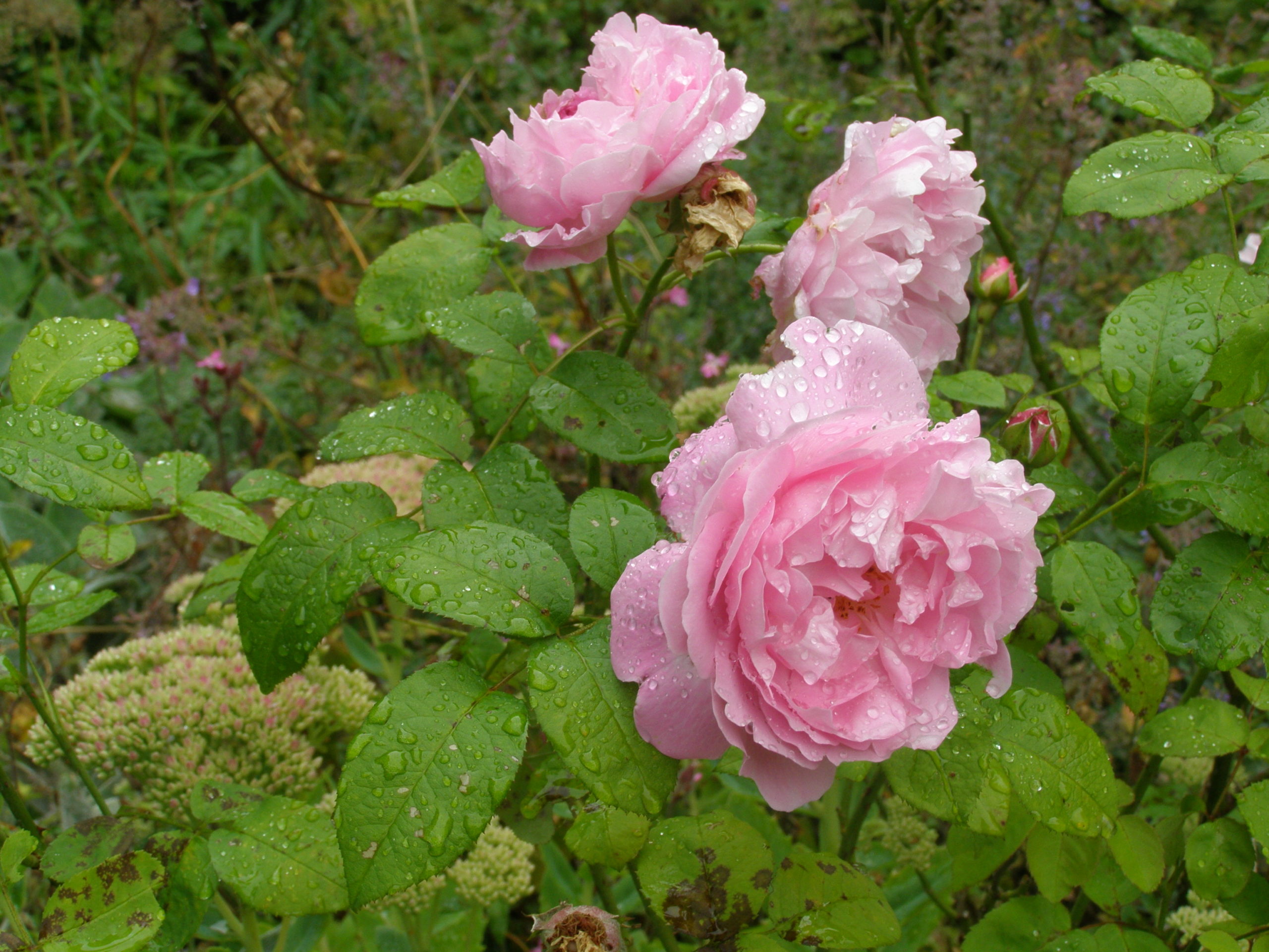 Cour de Roses